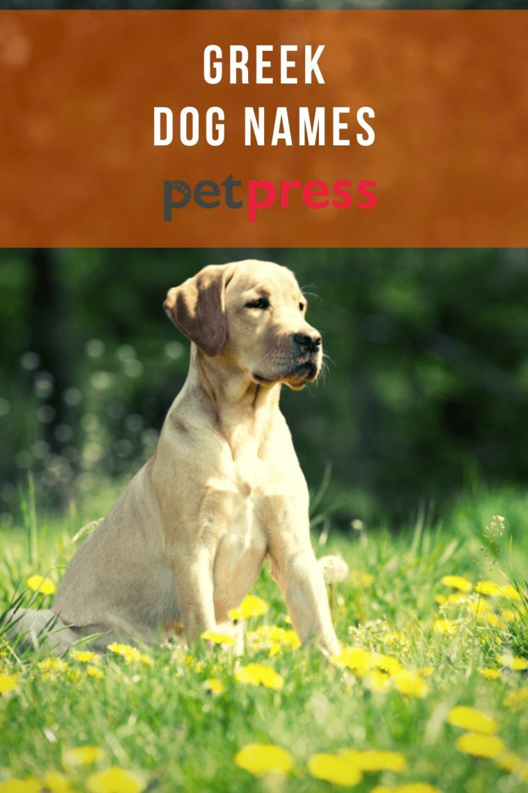 235 Greek Dog Names - Greek Mythology Names for Dogs