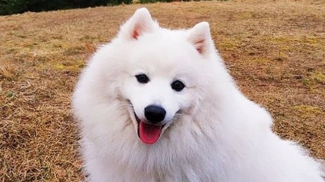 Top 1 Best Japanese Spitz Dog Names Petpress