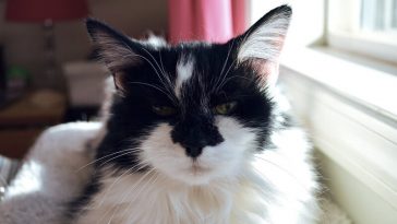 asian cat names