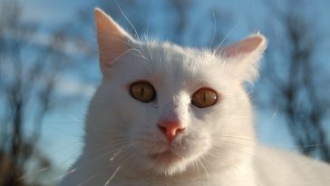astronomy cat names