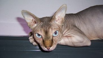bald cat names