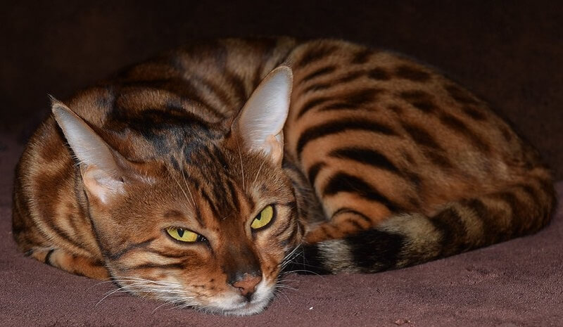 bengal-cat-names-420-best-names-for-bengal-cats-petpress