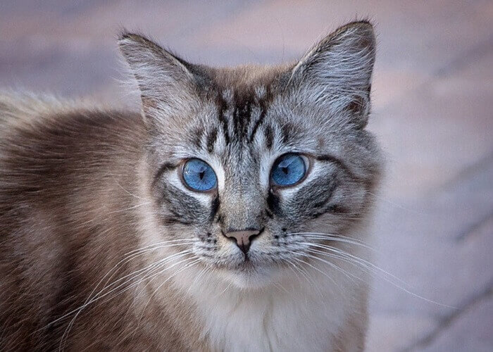 Cool Names For Cats With Blue Eyes