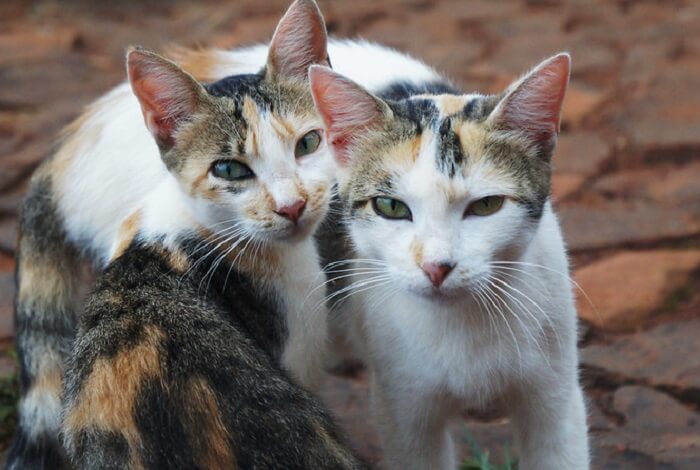 250 Twin Cat Names Names For Pairs Of Cats Petpress