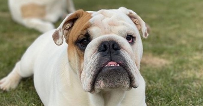 50 Best Male English Bulldog Dog Name Ideas PetPress