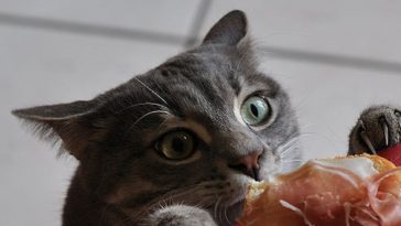cat caught