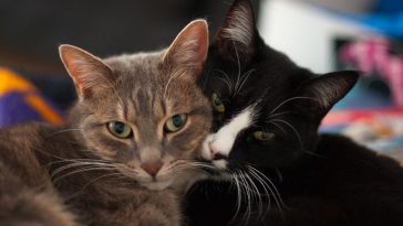 cat pair names