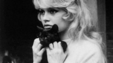 celeb cat