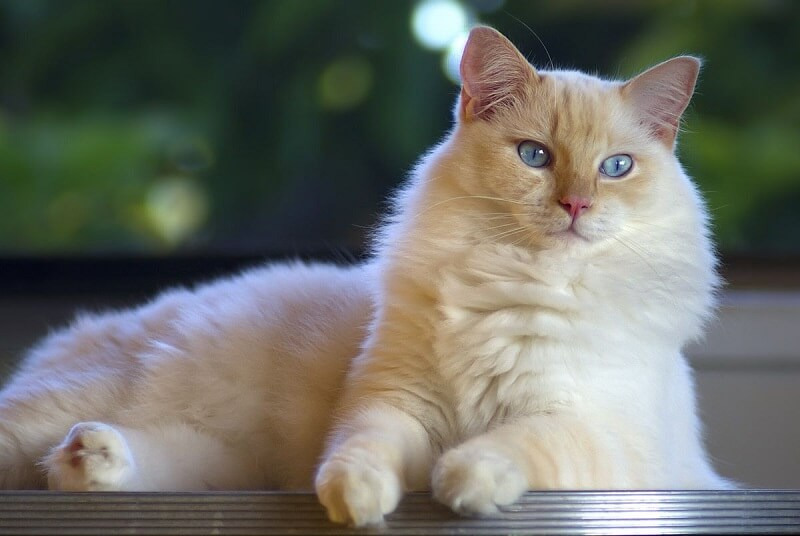 blonde ragdoll