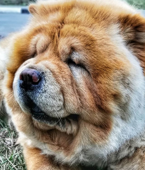 Top 150 Best Chow Chow Dog Names PetPress