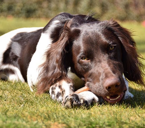 Top 125 Best Small Munsterlander Pointer Dog Names | PetPress