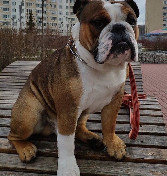 38 Best Female English Bulldog Dog Name Ideas PetPress