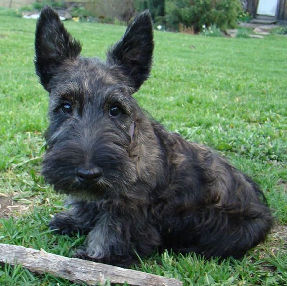 Top 125 Best Scottish Terrier Dog Names 