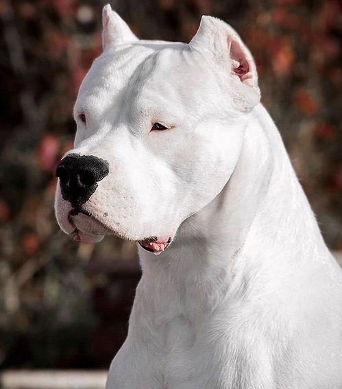 Top 66 Best Dogo Argentino Dog Names | PetPress