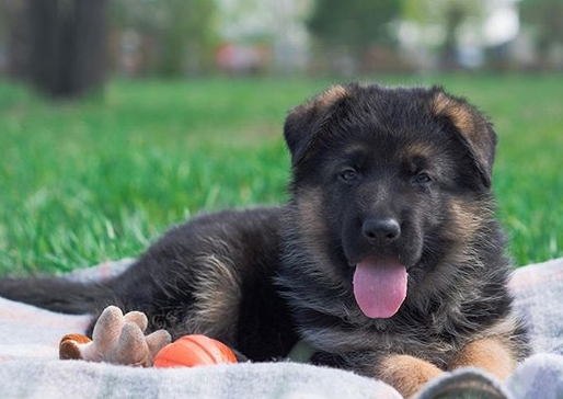 50 Strong German Shepherd Dog Names for Male Dogs | PetPress