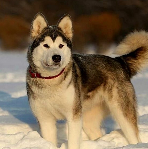 Top 170 Best Alaskan Malamute Dog Names - PetPress
