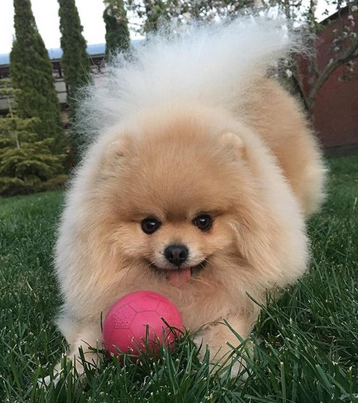 33 Popular Pomeranian Dog Names in the USA - PetPress