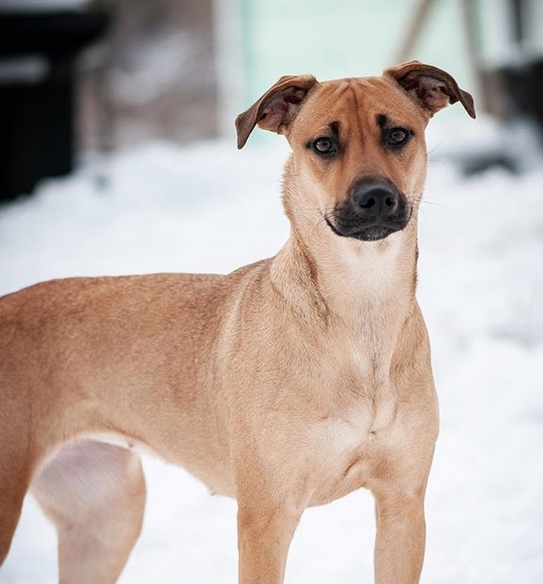 Top 165 Best Black Mouth Cur Dog Names PetPress