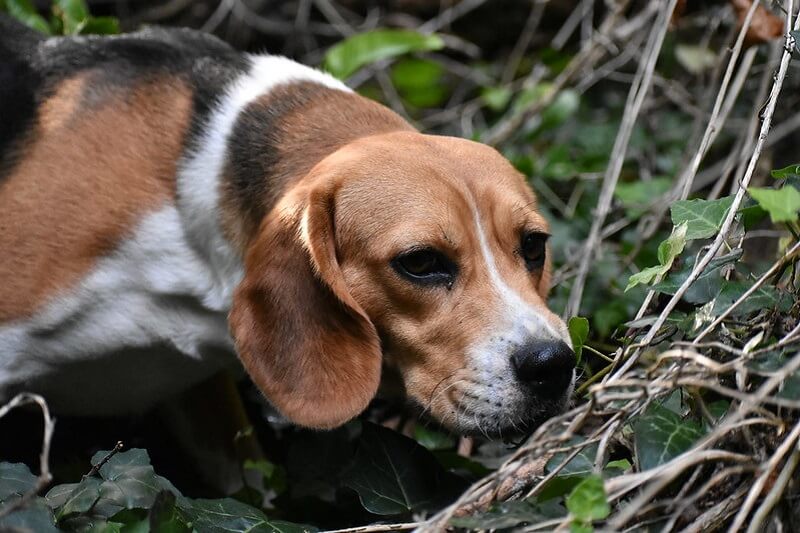 Good Female Hunting Dog Names