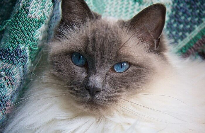 Ragdoll Cat Names: 300 Best Names for Ragdoll Cats | PetPress