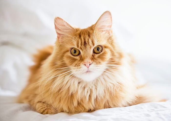 180-names-perfect-for-fluffy-cats-petpress