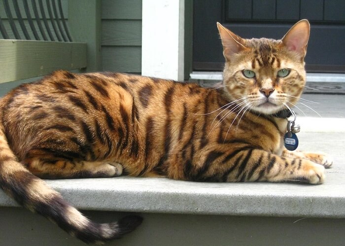 Bengal Cat Names 420 Best Names for Bengal Cats PetPress