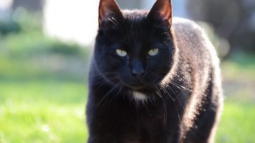 gangster cat names