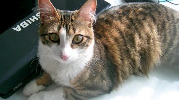 geeky cat names