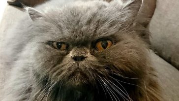 grumpy-cat-names