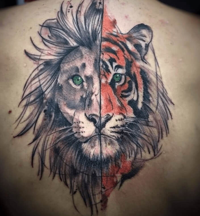 10 + Best Half Lion Half Tiger Tattoo Designs PetPress