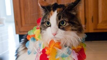 hawaiian cat names