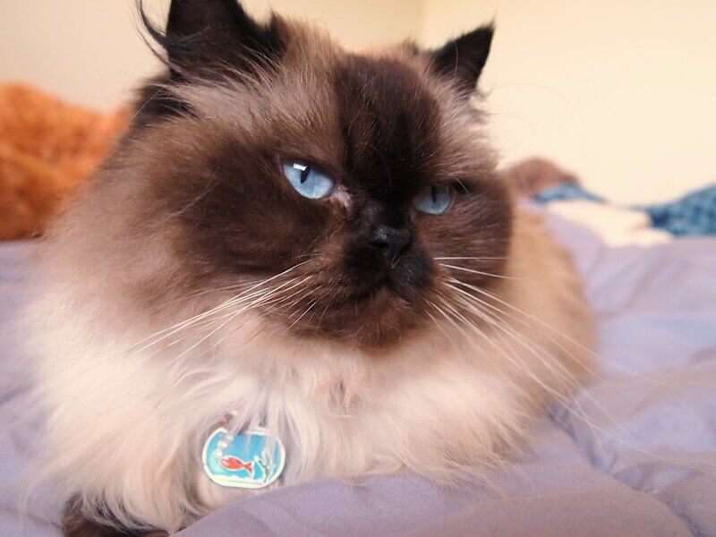 170 Best Himalayan Cat Names For Your Kitten | PetPress