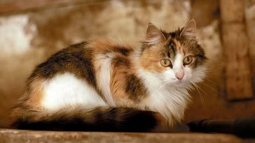 historical cat names
