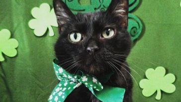 irish cat names