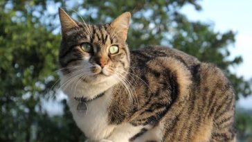 italian cat names