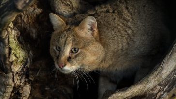 jungle cat names