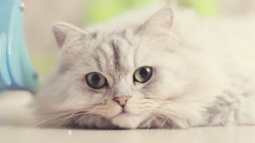 korean cat names