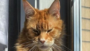 maine coon