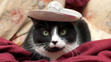 mexican cat names