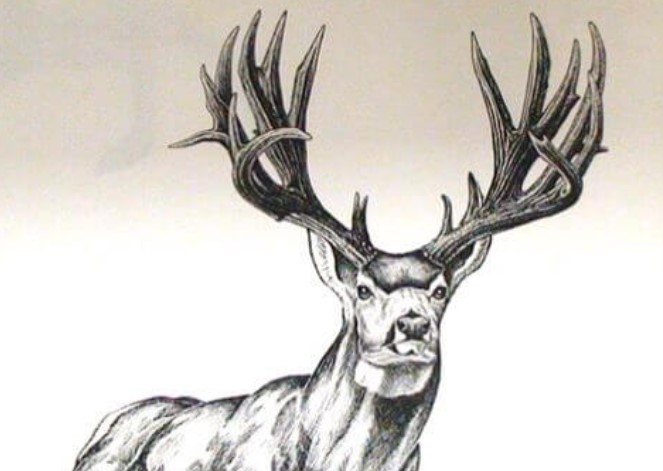 12+ Best Mule Deer Tattoo Designs - PetPress