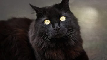 mystical cat names