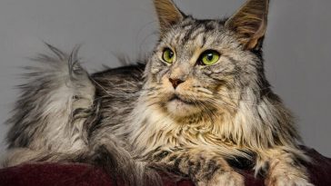 native american cat names