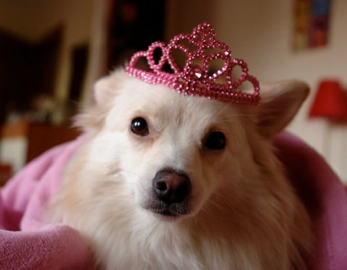 princess-dog-names-160-elegant-dog-names-for-girl-puppies-petpress