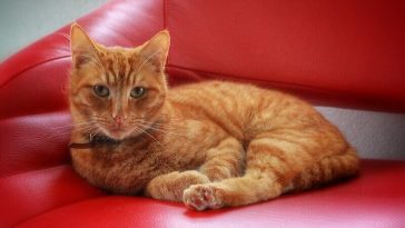red cat names