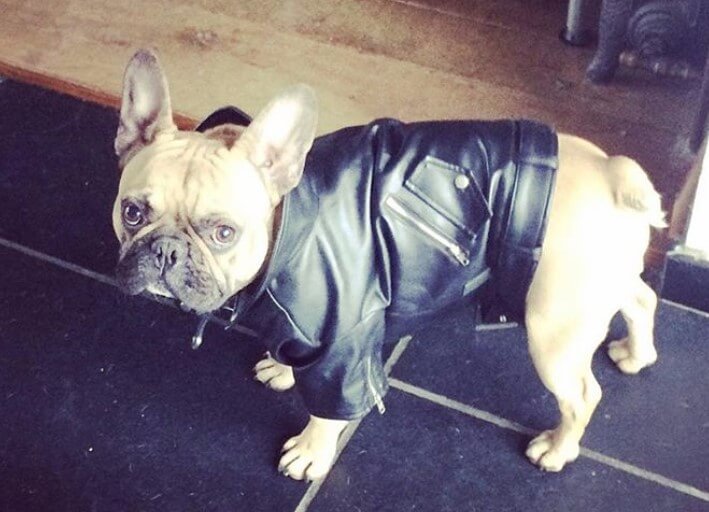 500 Music Dog Names Inspired by Rock, Country & Rap Music PetPress