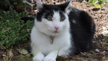 roman cat names