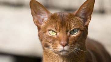 royal cat names