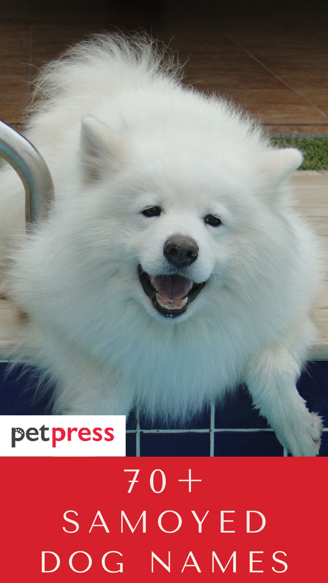 samoyed-dog-names