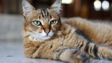 sassy cat names