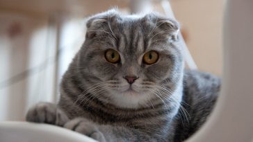 scottish cat names